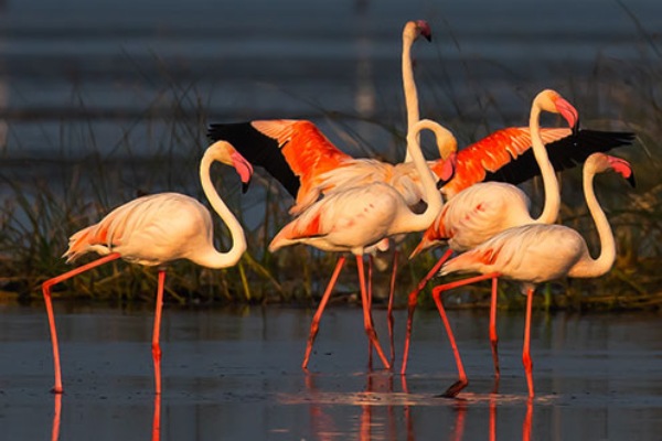 Trip from Bhubaneswar to Chilika Lake by Car