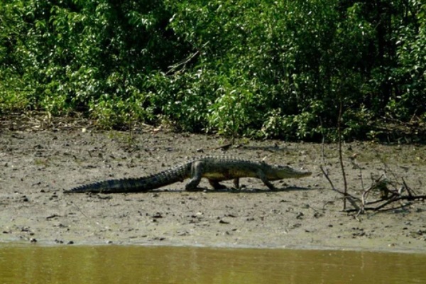 Bhitarkanika – Mangroves and Wildlife