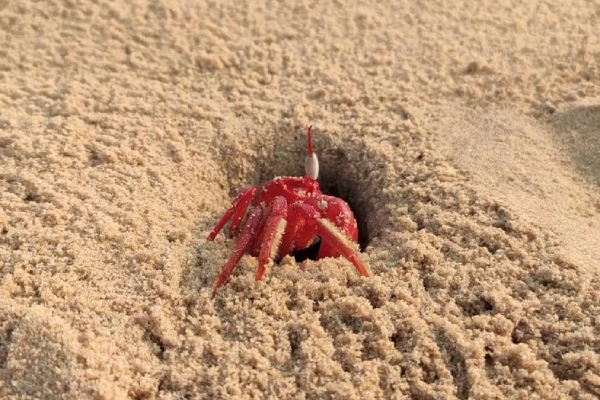 Discover the Unique Beauty of Chandipur Beach, Odisha