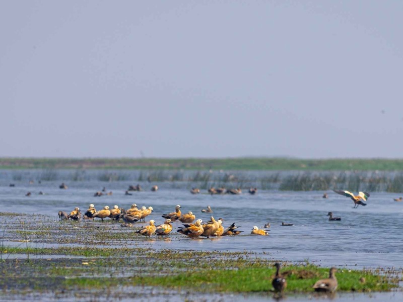 One Day Chilika Lake & Nalabana Bird Sanctuary Sightseeing Package